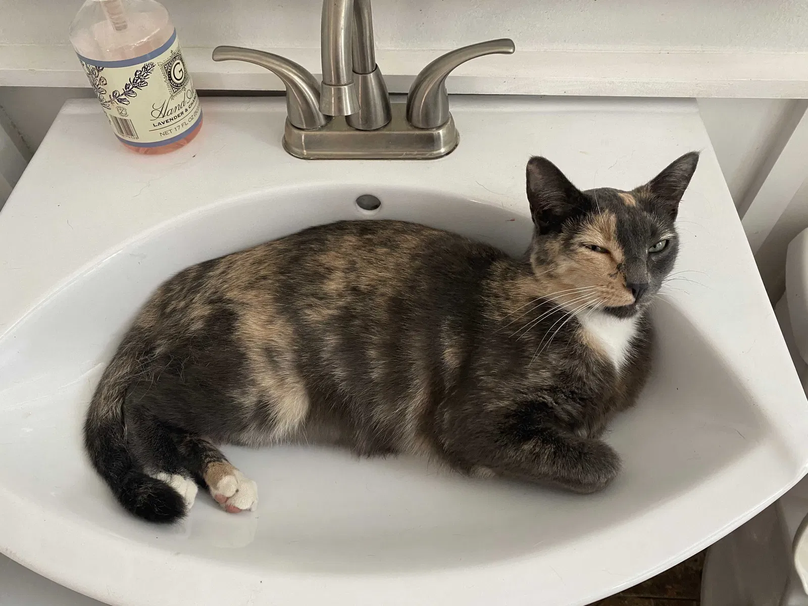 Lost cat in Huntington Beach, CA, 92646