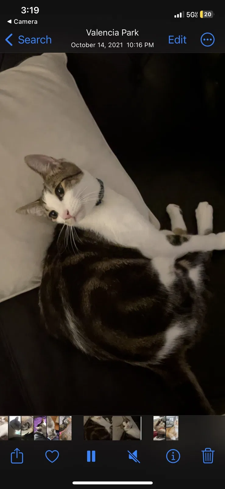 Lost cat in Irvine, CA, 92602