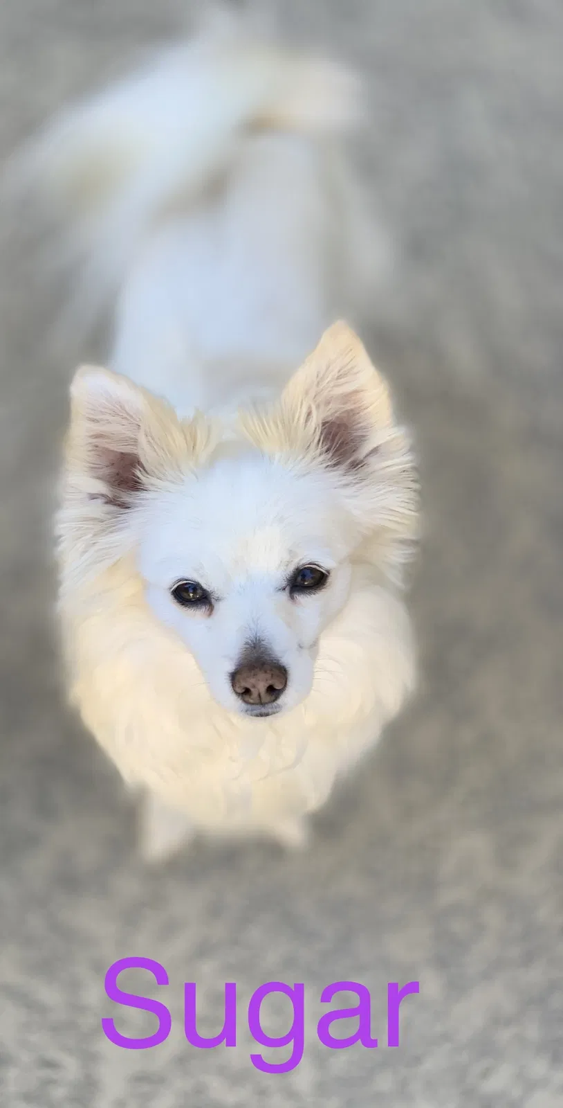 Lost dog in Cedar Hill, TX, 75104
