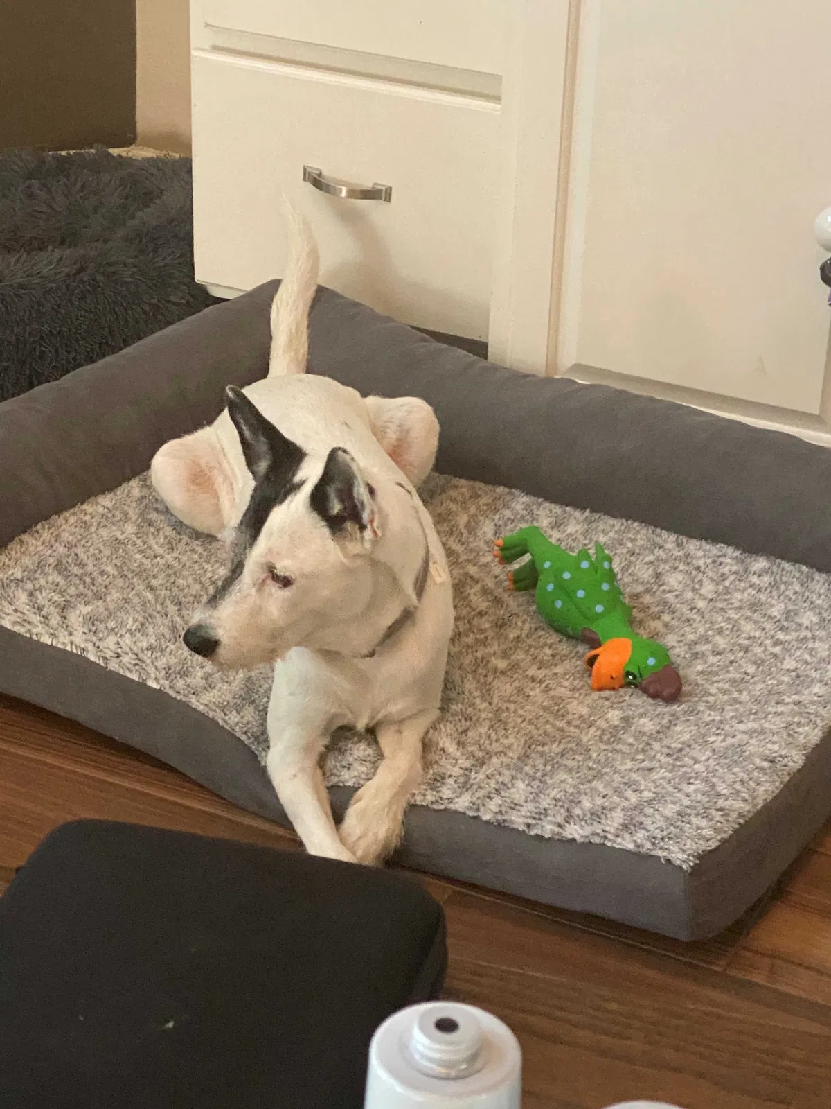 Lost dog in Humble, TX, 77346