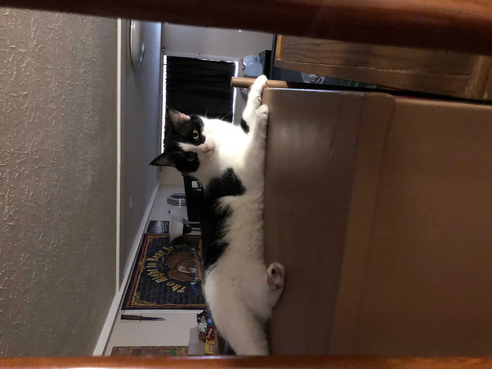 Lost cat in Clinton, TN, 37716