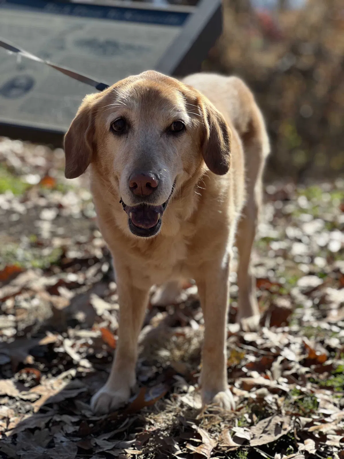 Lost dog in Knoxville, TN, 37923