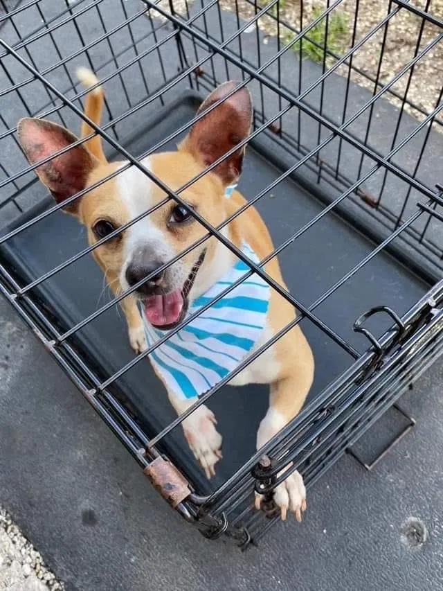 Lost dog in Miami, FL, 33162