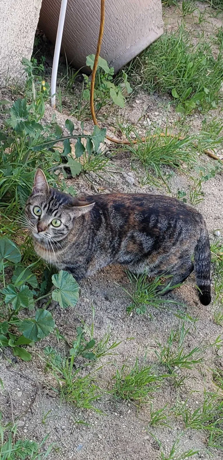 Lost cat in Castaic, CA, 91384