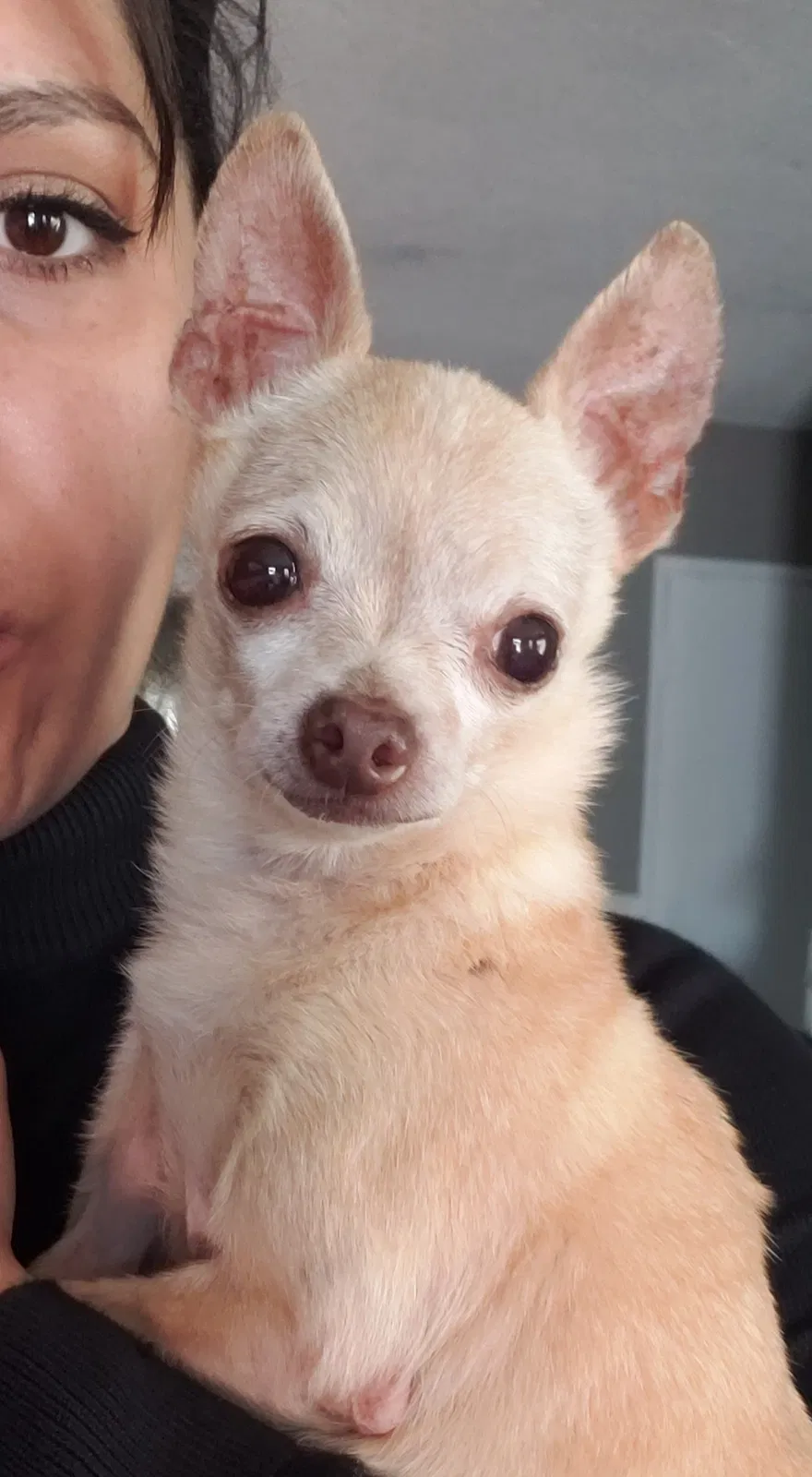 Lost dog in Garden Grove, CA, 92840