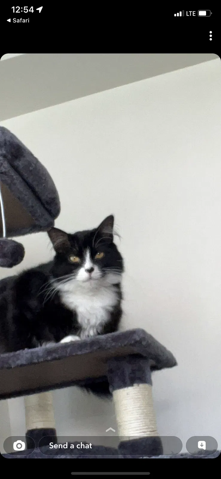 Lost cat in Boise, ID, 83704