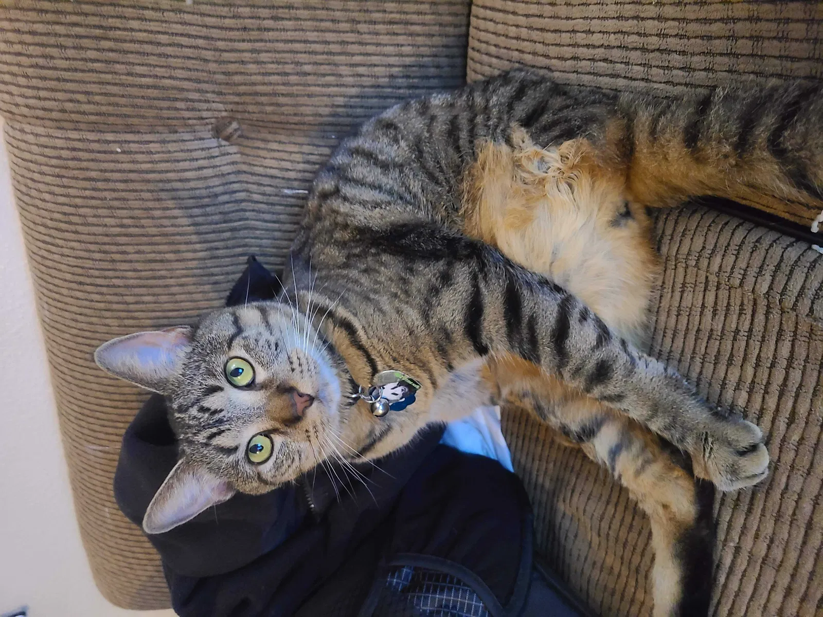 Lost cat in Chula Vista, CA, 91910
