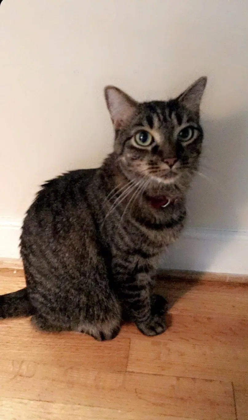 Lost cat in Midlothian, VA, 23112