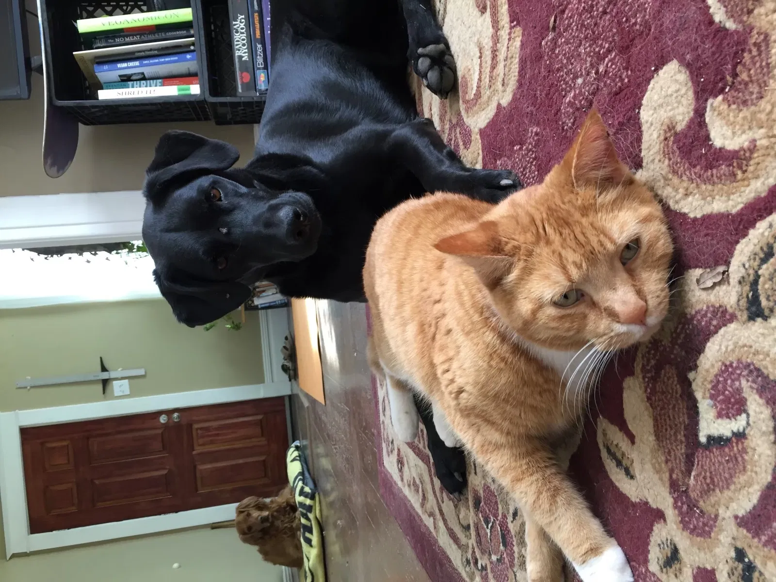 Lost cat in Boise, ID, 83706