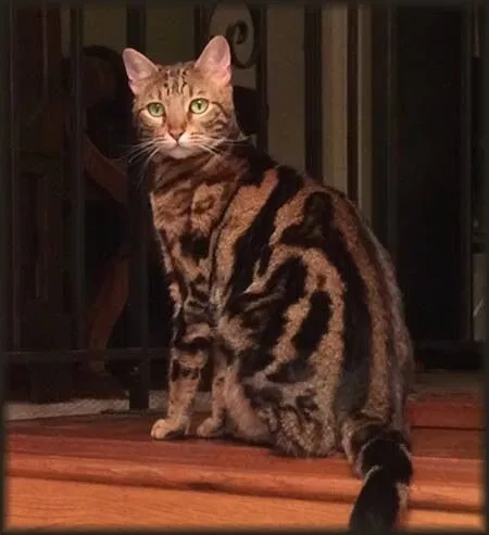 Lost cat in Circle Pines, MN, 55014