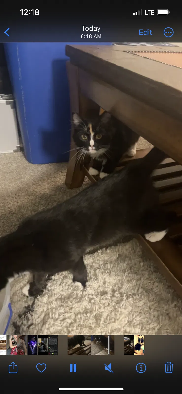 Lost cat in Boise, ID, 83704