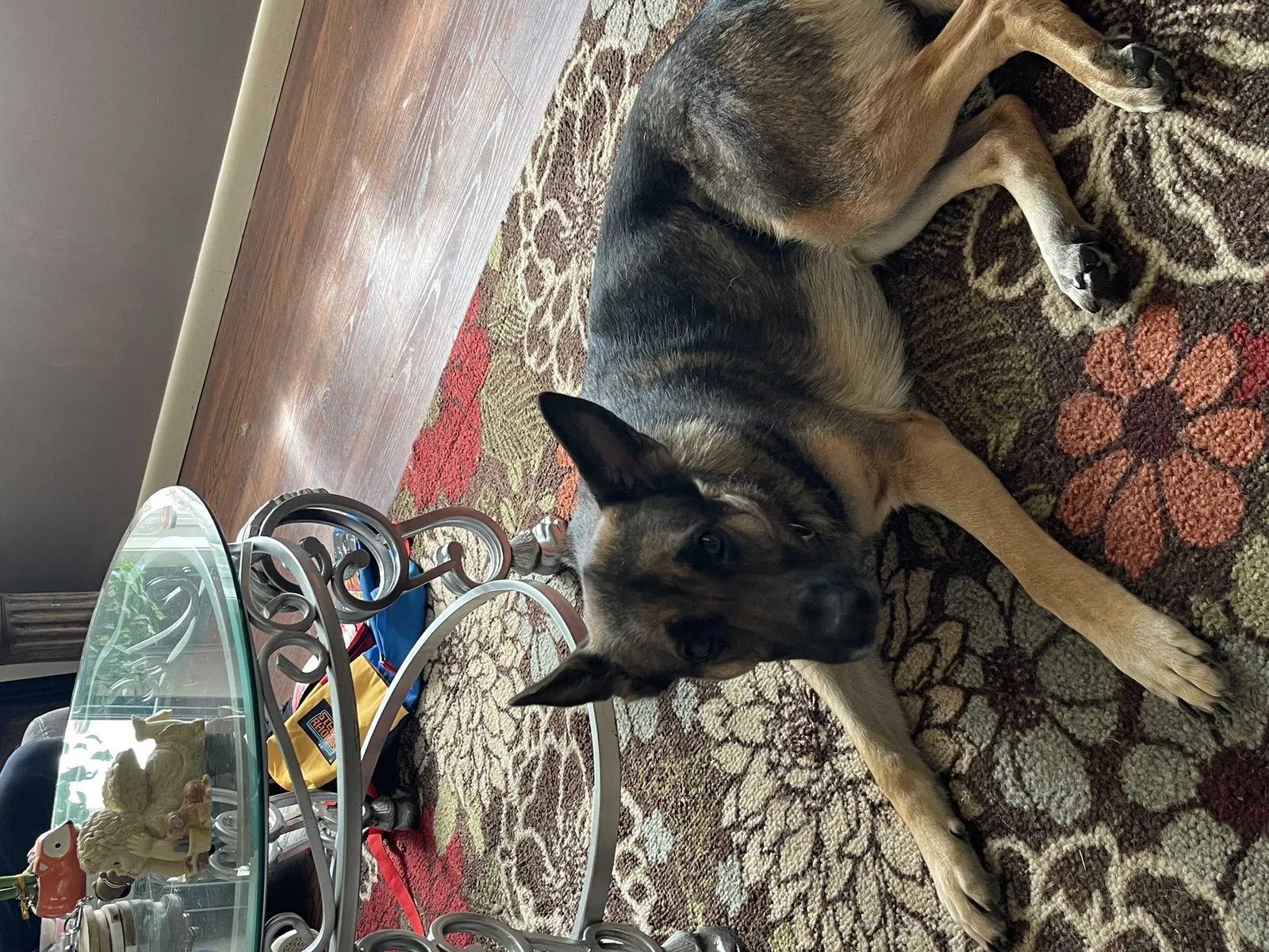 Lost dog in Lafayette, IN, 47909