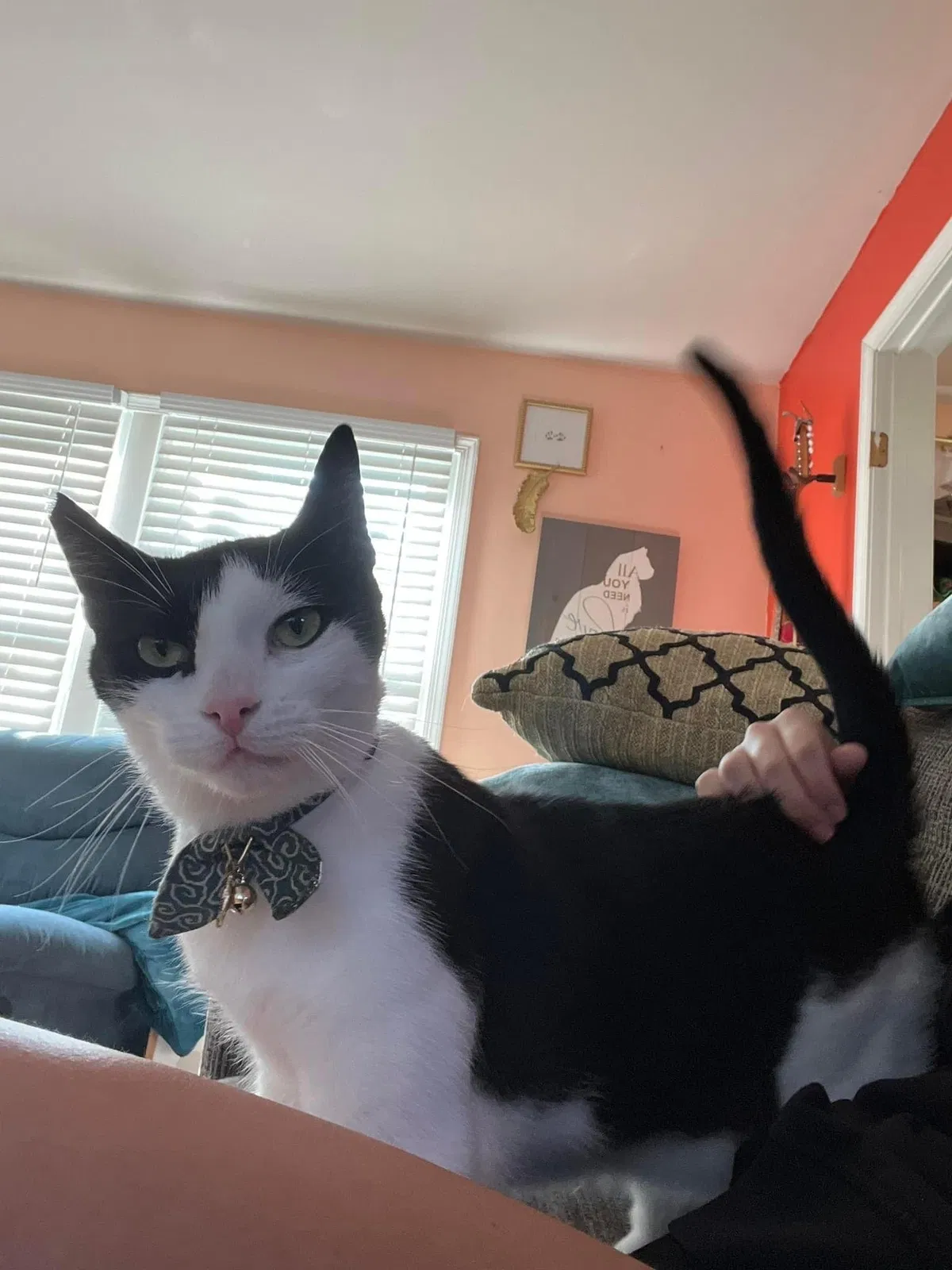 Lost cat in Hammonton, NJ, 8037