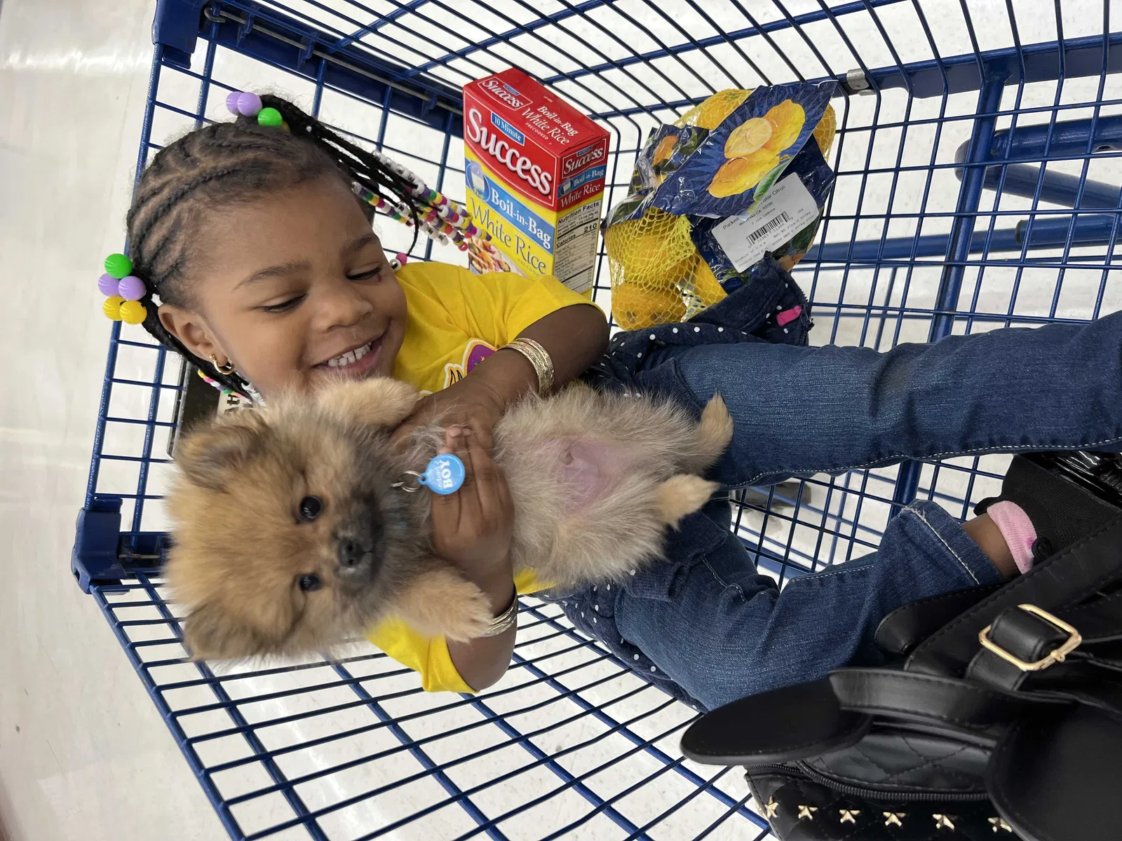 Lost dog in Mobile, AL, 36617