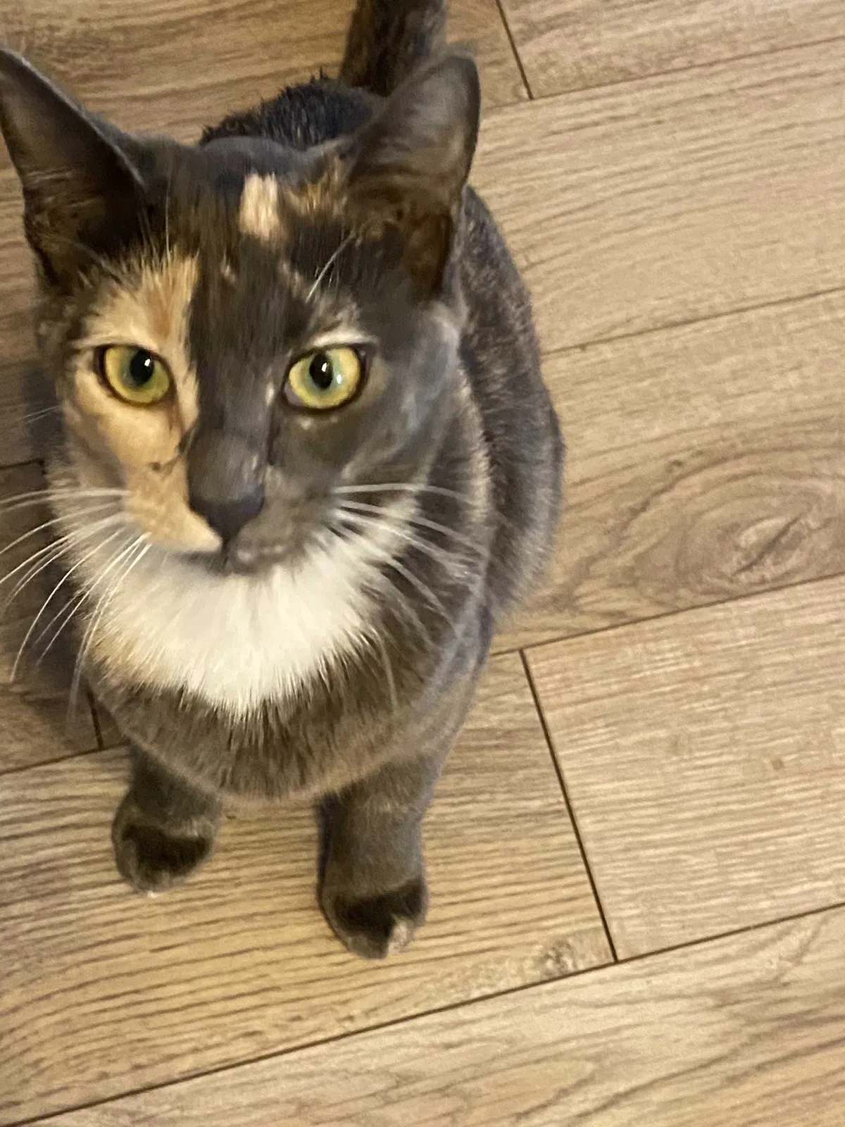 Lost cat in Huntington Beach, CA, 92646