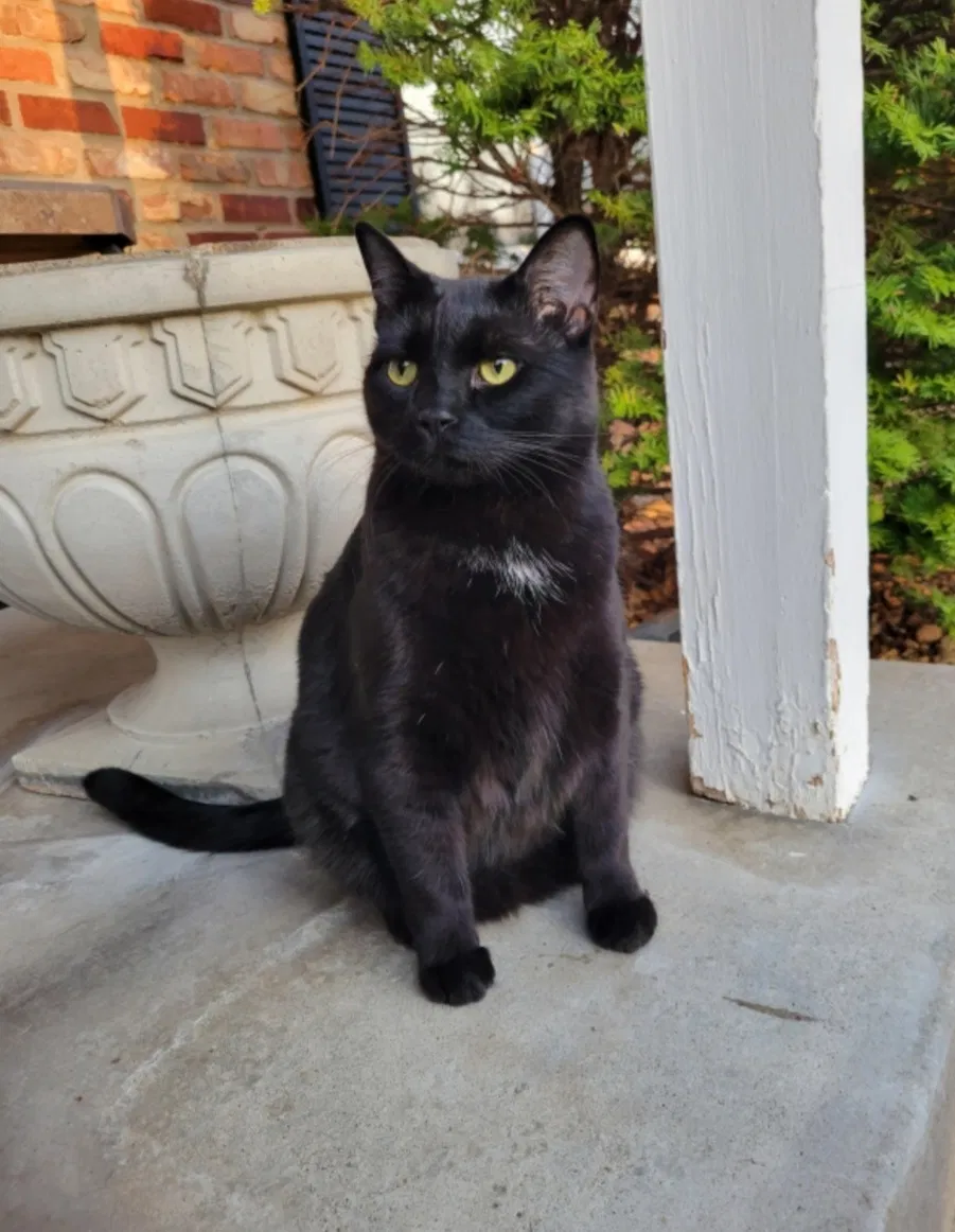 Lost cat in Minneapolis, MN, 55428