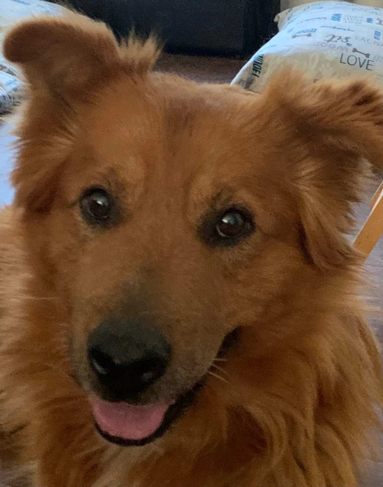 Lost dog in Phelan, CA, 92371