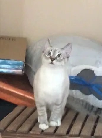 Lost cat in Canby, OR, 97013