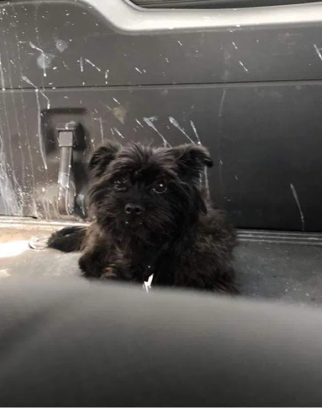 Lost dog in Patterson, CA, 95363