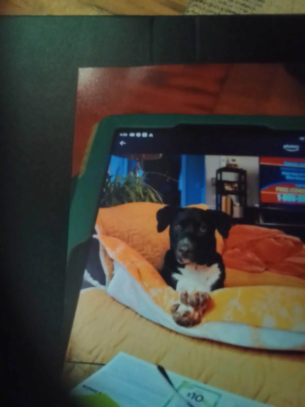 Lost dog in Gainesville, GA, 30506
