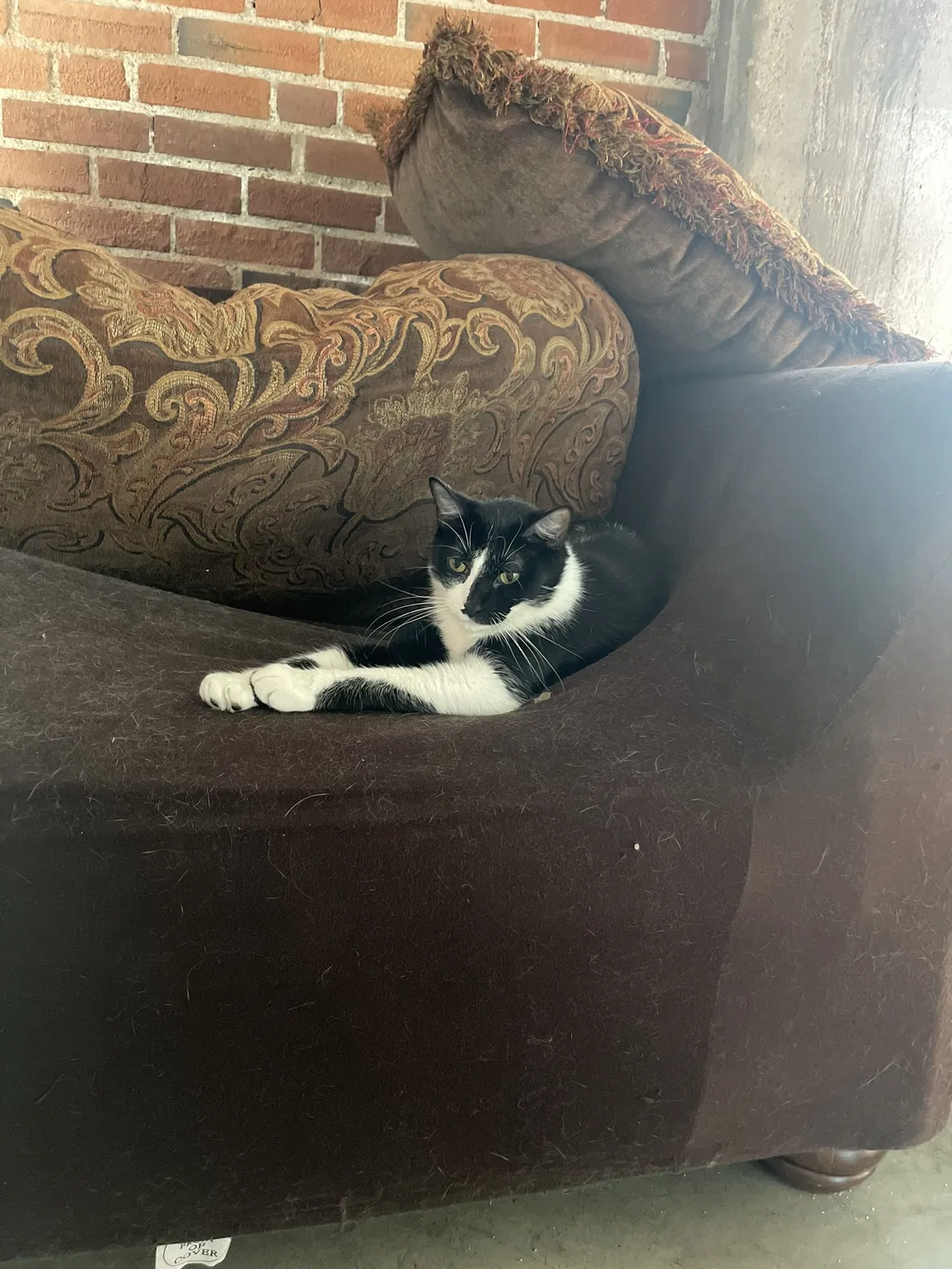 Lost cat in Rockford, IL, 61107