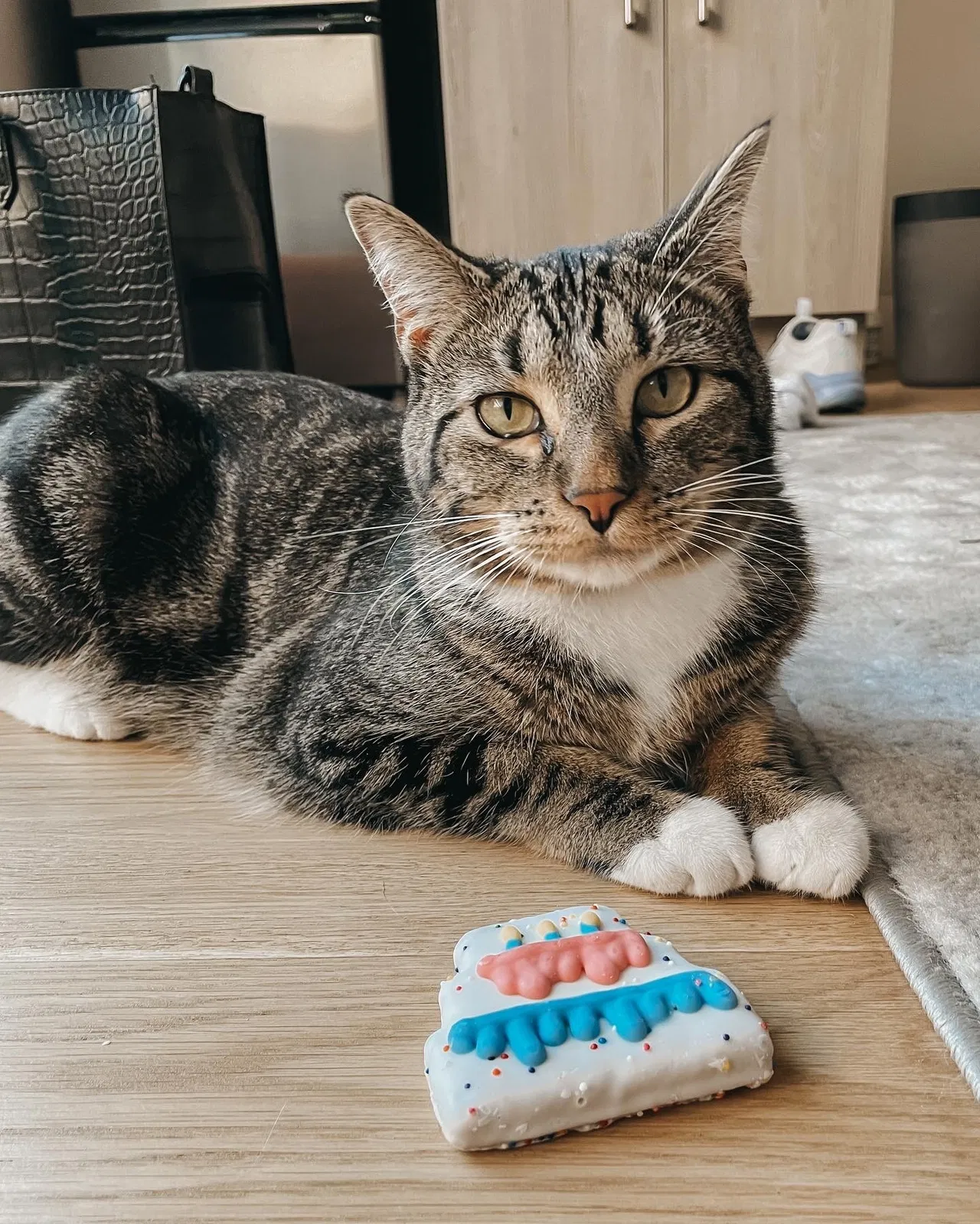 Lost cat in Fort Collins, CO, 80521