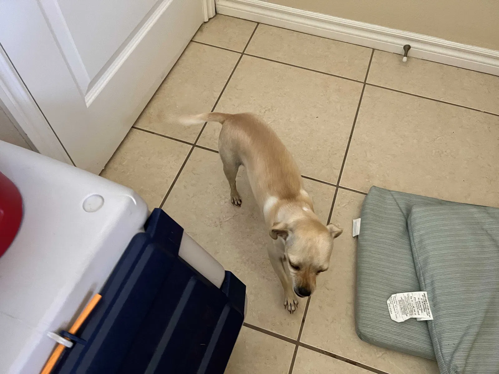 Lost dog in Apple Valley, CA, 92307