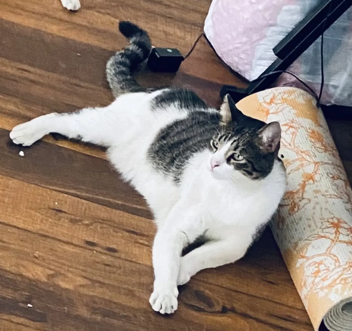 Lost cat in Chula Vista, CA, 91915