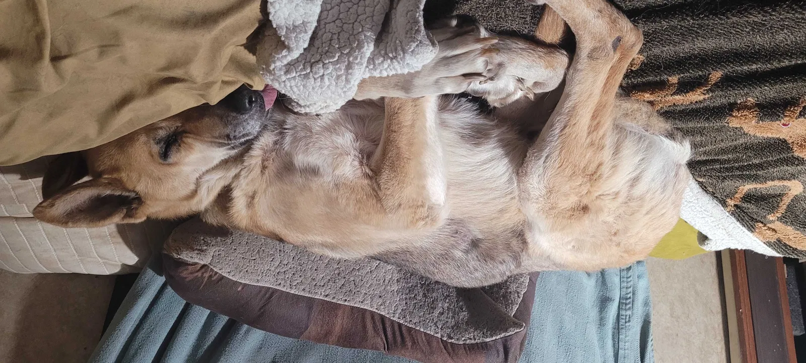 Lost dog in Brookings, OR, 97415