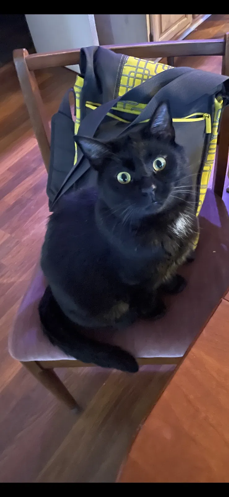 Lost cat in Venice, FL, 34293