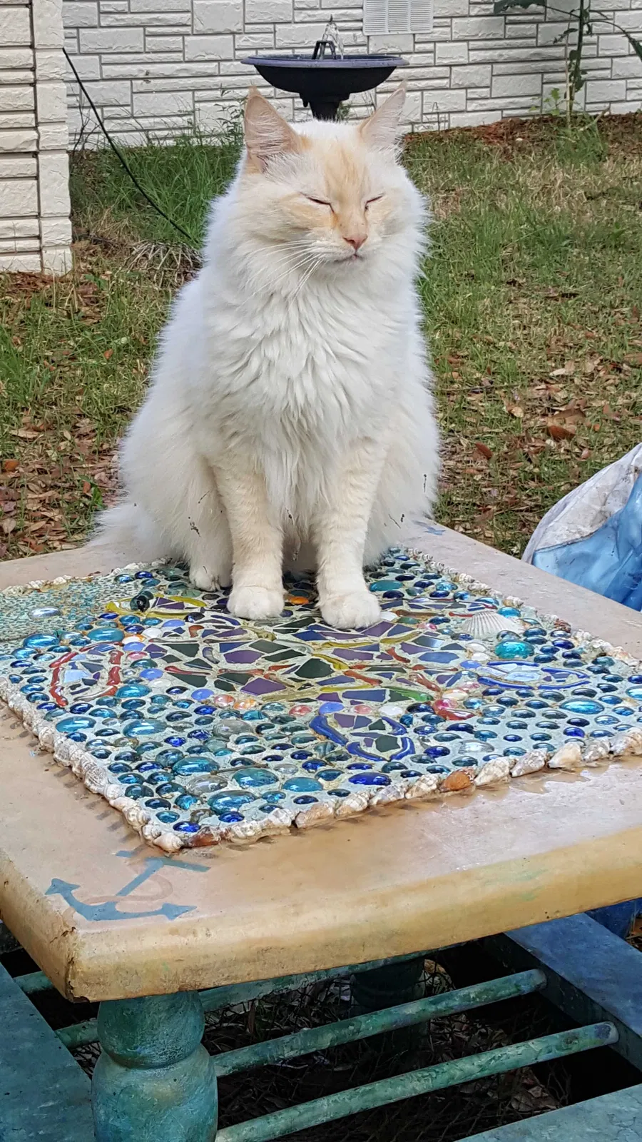 Lost cat in Daytona Beach, FL, 32119