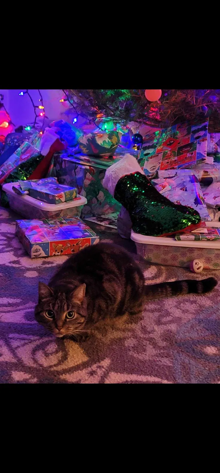 Lost cat in Whitney Point, NY, 13862