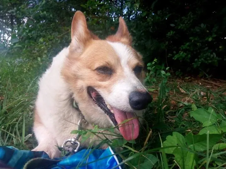Lost dog in Hickory, NC, 28602