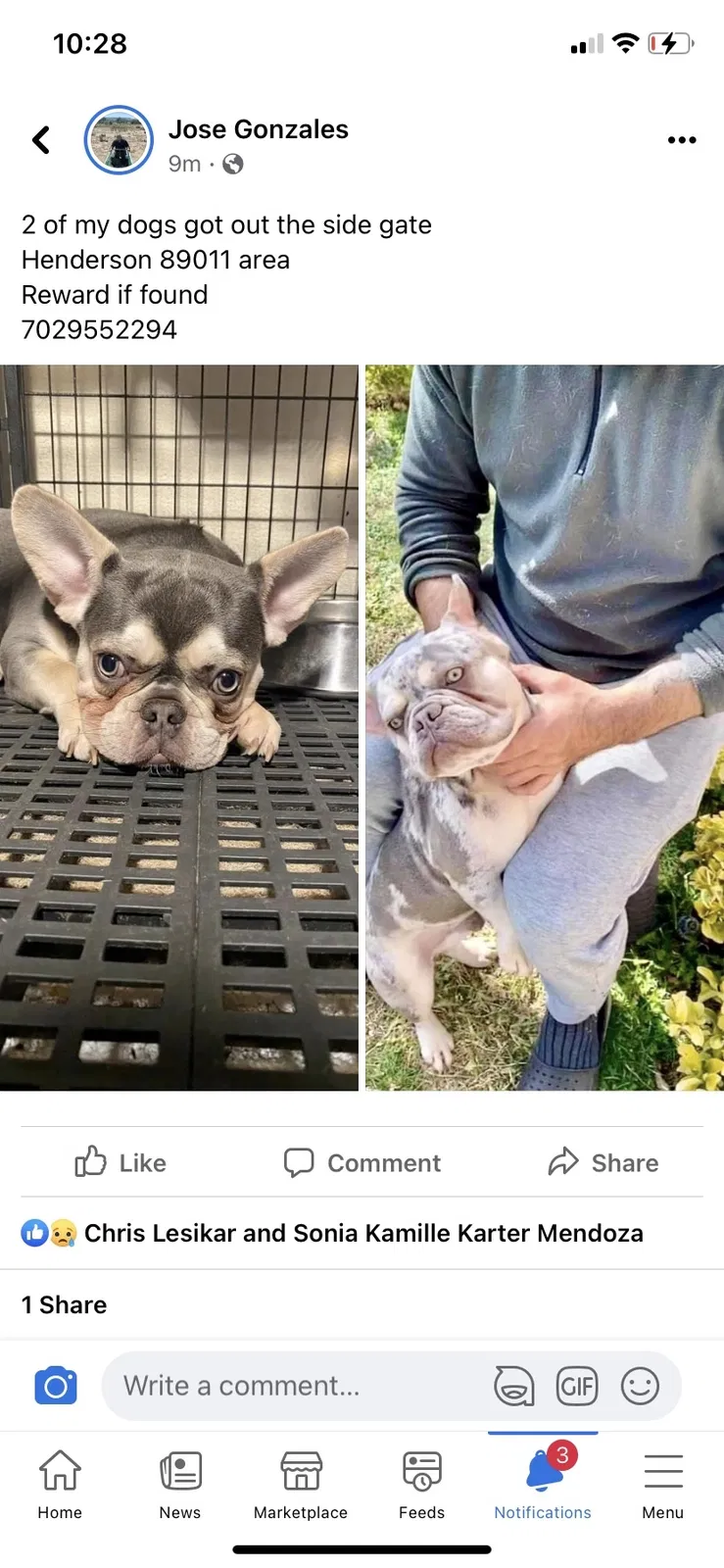 Lost dog in Henderson, NV, 89011