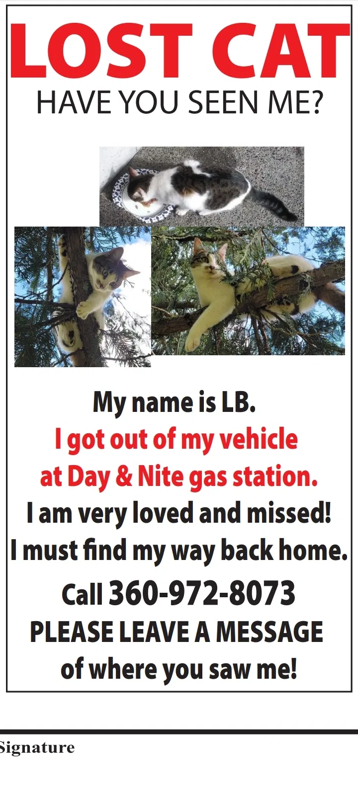 Lost cat in Olympia, WA, 98513