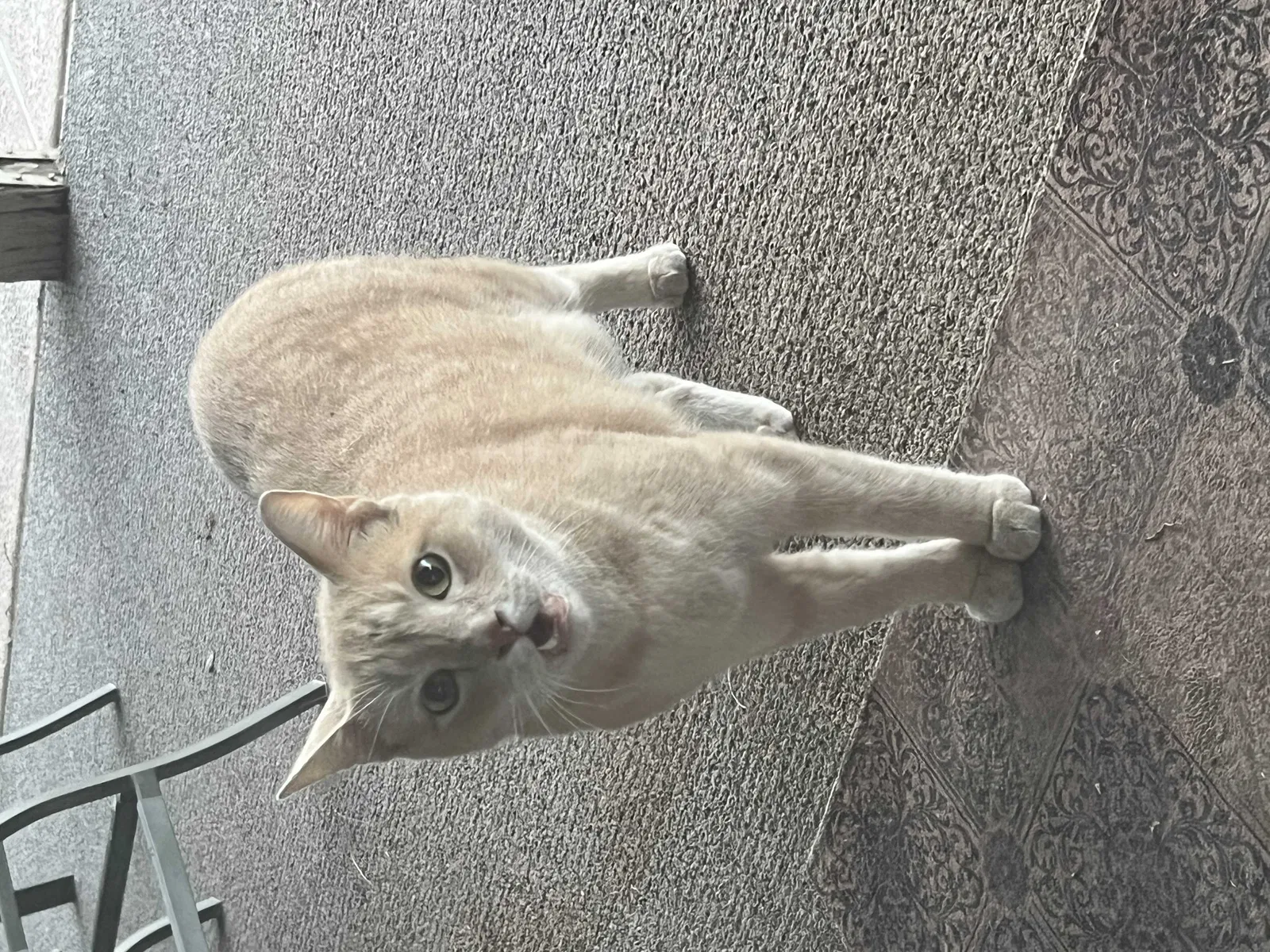 Found cat in Scottsdale, AZ, 85254