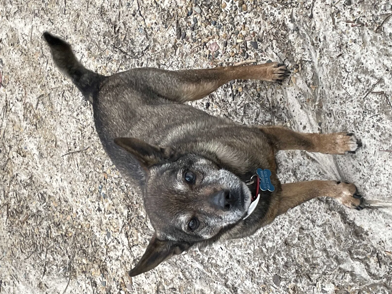 Lost dog in Belle Plaine, MN, 56011
