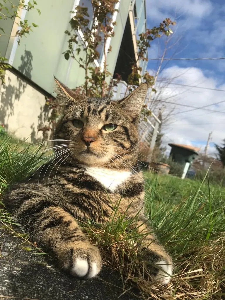 Lost cat in Seattle, WA, 98118