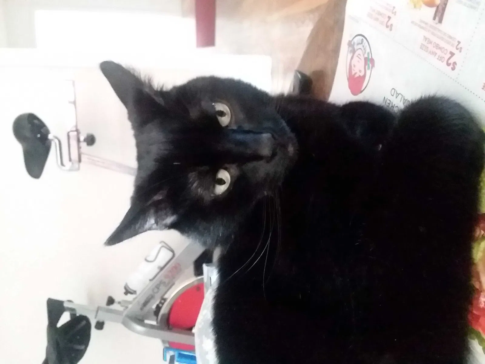 Lost cat in Colorado Springs, CO, 80904