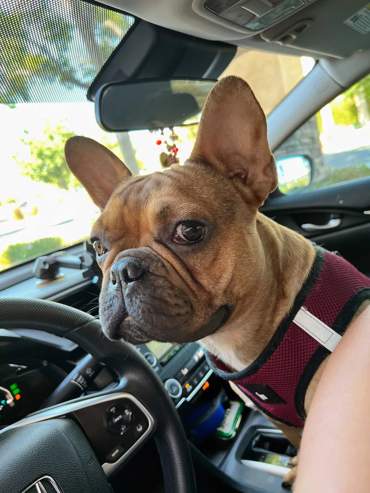 Lost dog in Perris, CA, 92571