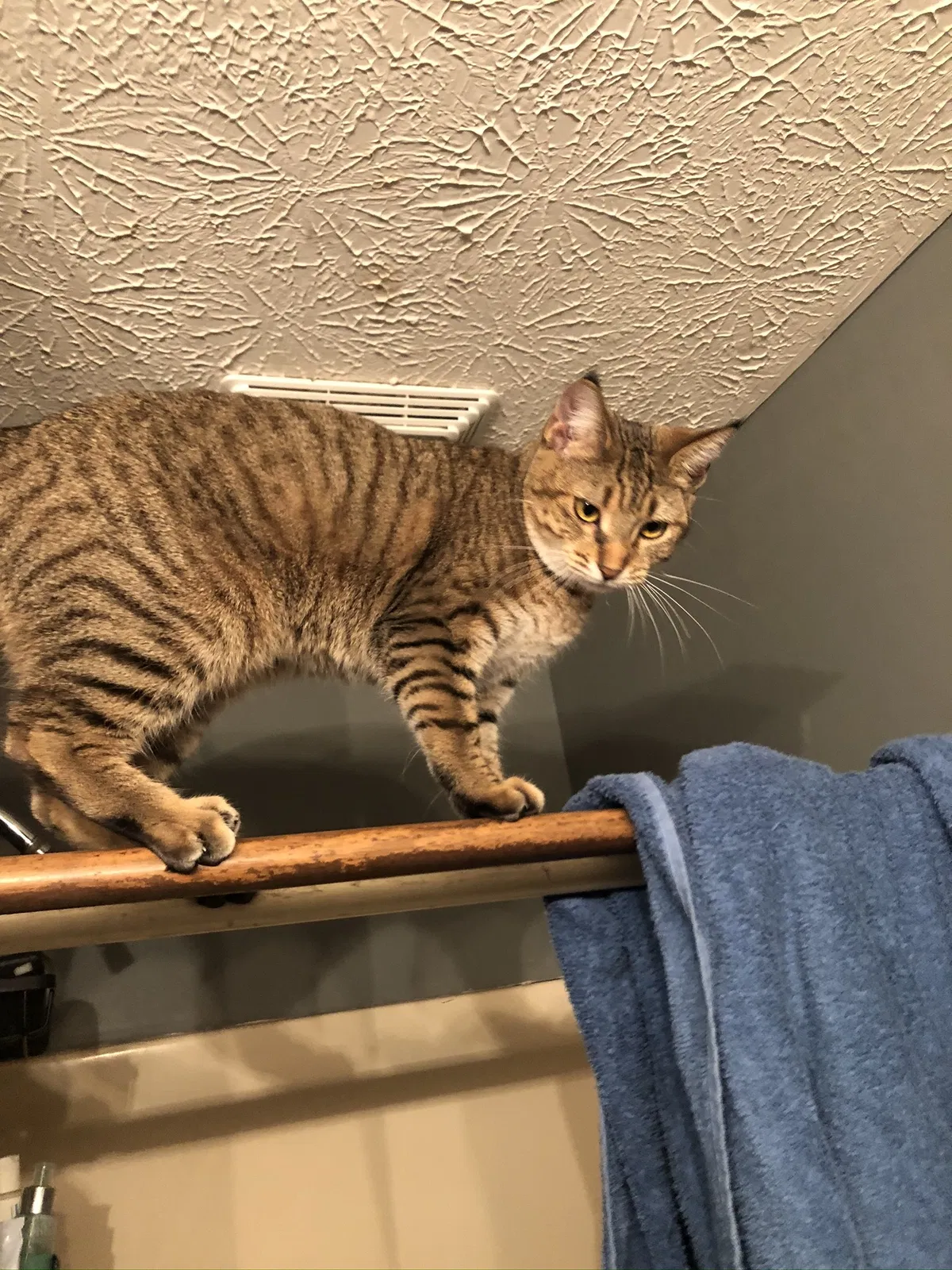 Lost cat in Lizton, IN, 46149