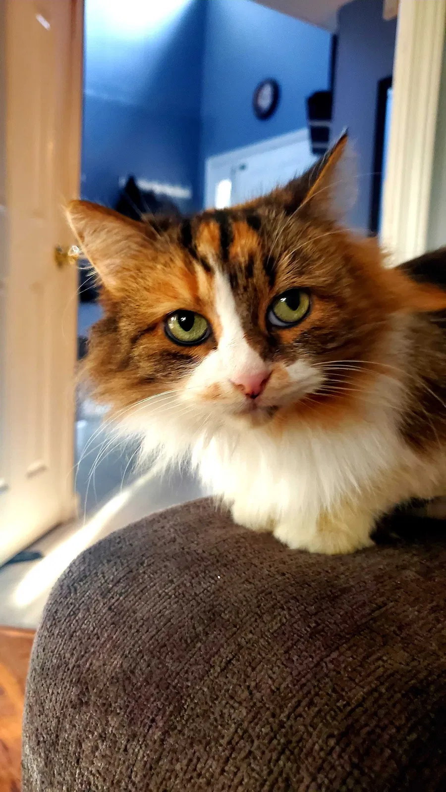 Lost cat in Indianapolis, IN, 46237