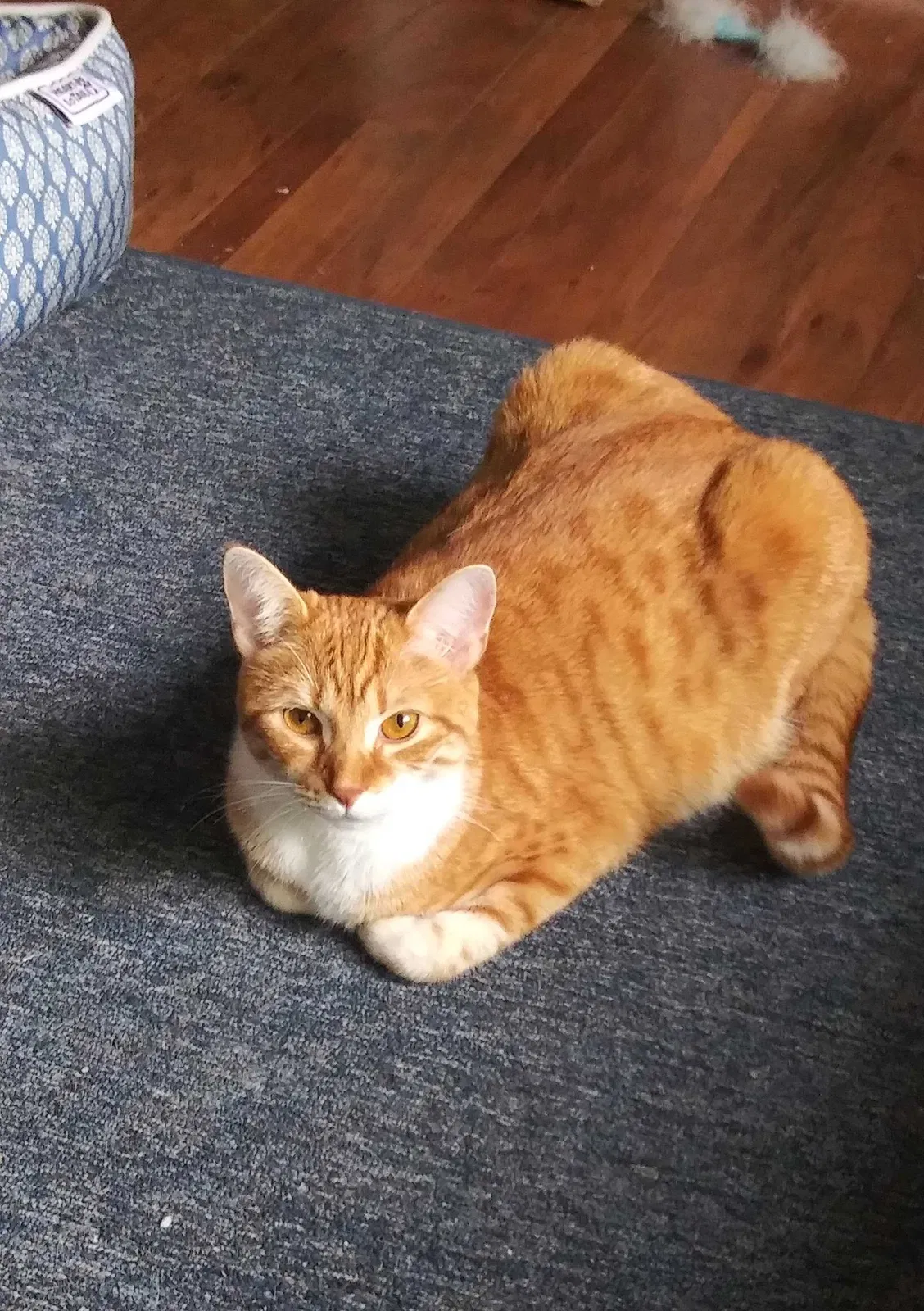 Lost cat in Rock Hill, SC, 29732