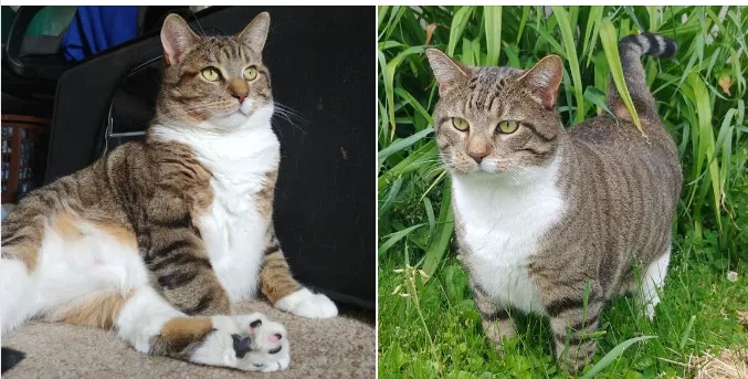 Lost cat in Neosho, WI, 53059