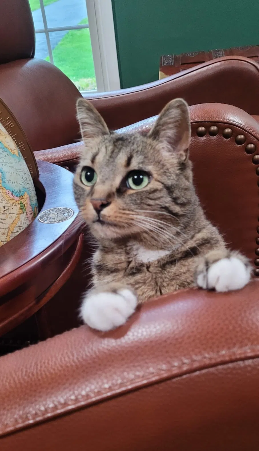 Lost cat in Oakton, VA, 22124