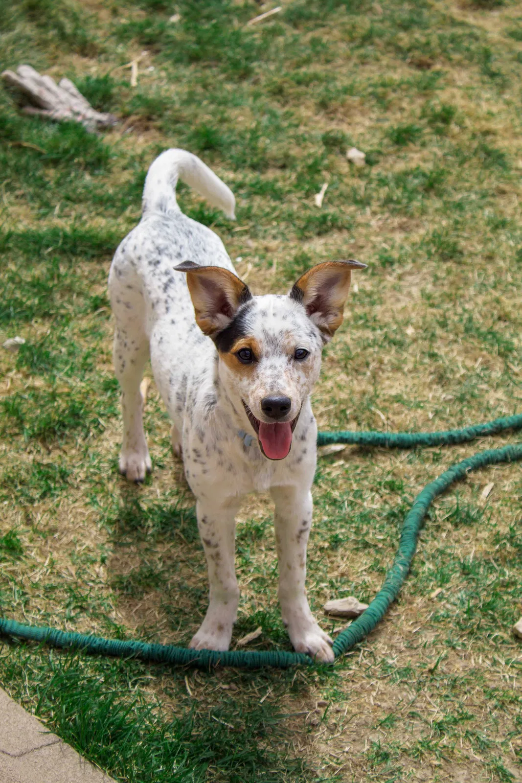 Lost dog in Loveland, CO, 80538