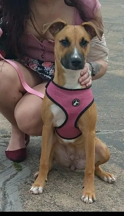 Lost dog in Houston, TX, 77042