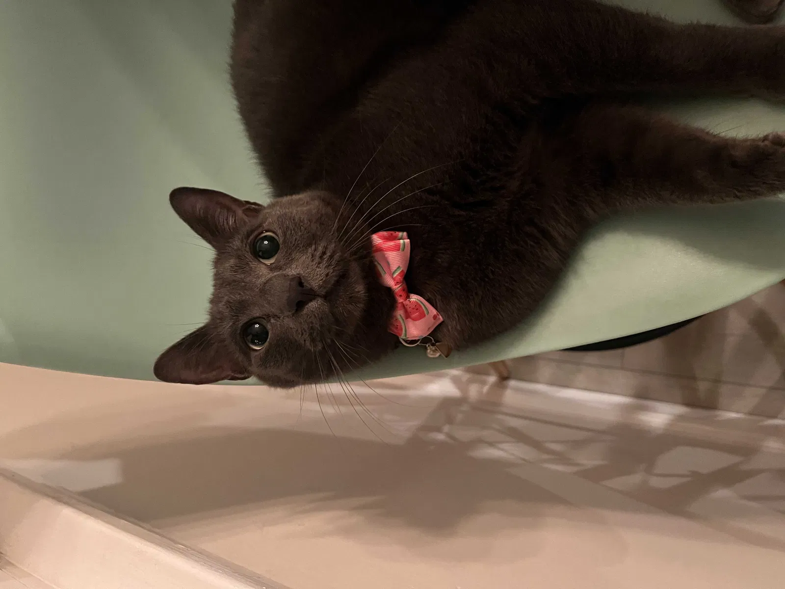 Lost cat in Downey, CA, 90242
