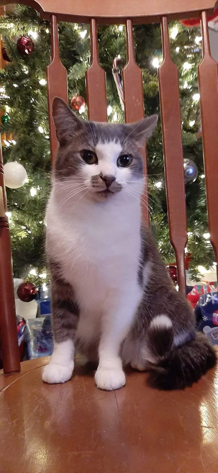 Lost cat in Kershaw, SC, 29067