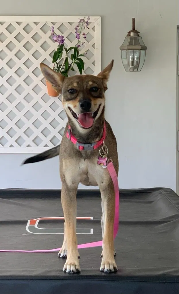 Lost dog in Miami, FL, 33143